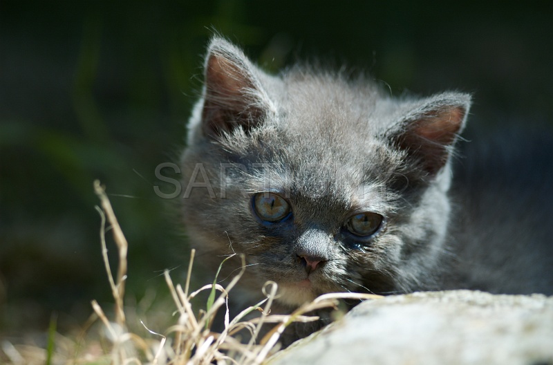 BRITISH SHORTHAIR C014.jpg
